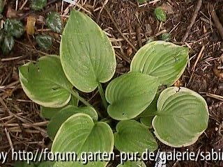 Hosta Fragrant Bouquet