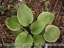 Hosta Fragrant Bouquet