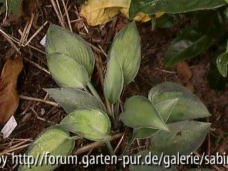 Hosta June