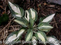 Hosta Moonstruck