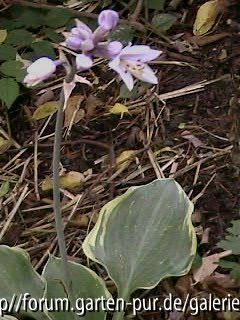 Hosta Sagae blüht