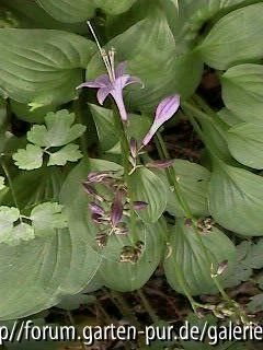 Hosta Hybr. Hydon Sunset