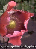 Schlafmohn