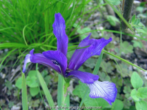 Iris sintenisii