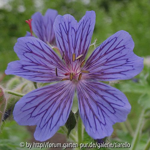 Sämling von Geranium ibericum, Blüte