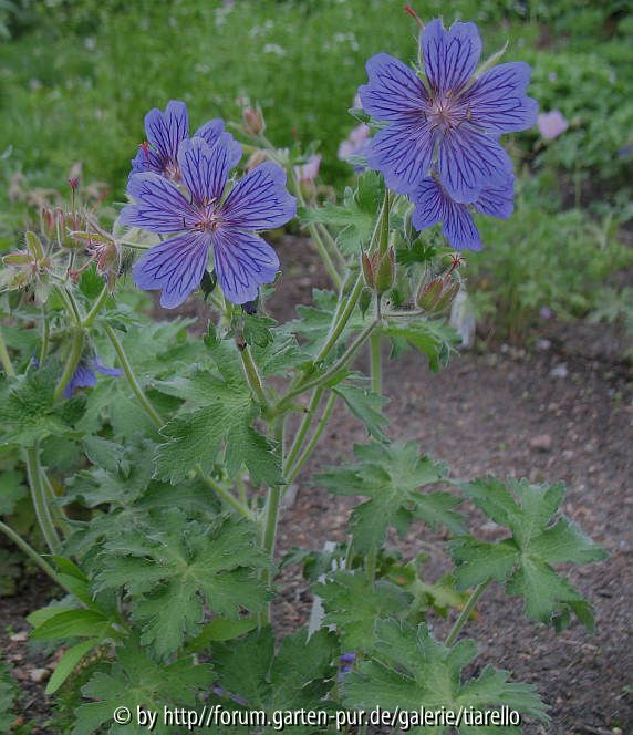 Sämling von Geranium ibericum