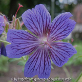 Geranium ibericum ssp. iber., Blüte