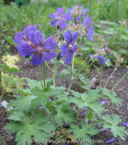 Geranium ibericum ssp. iber.