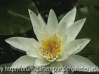 Seerosenblüte