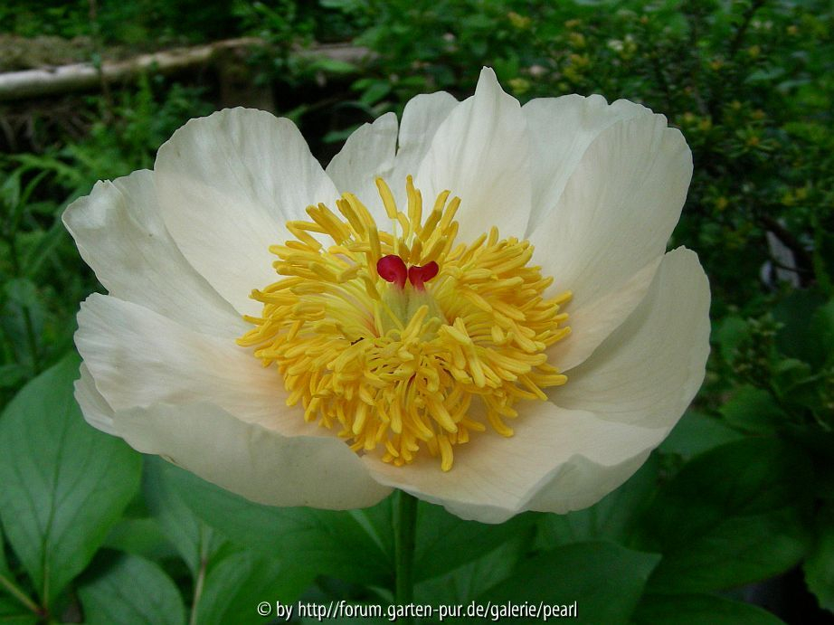 Paeonia gelbe Schale spät