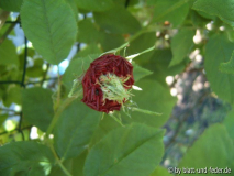 Knospe 1