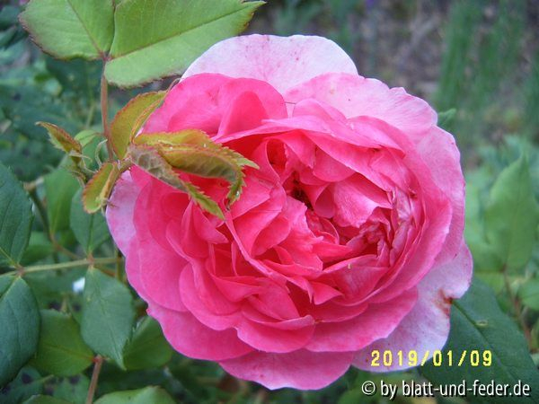 La Reine Victora Fehlfarbe 2009