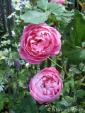 La Reine Victoria richtig