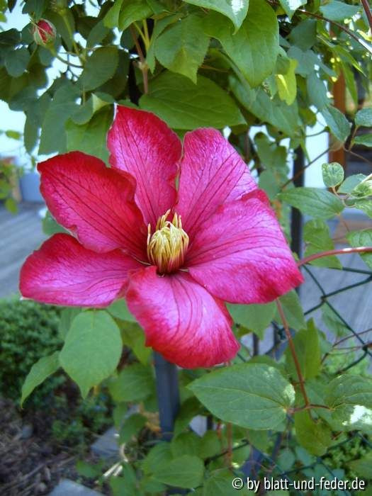 Clematis Royal Velours