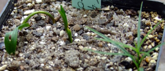Lilium fargesii
