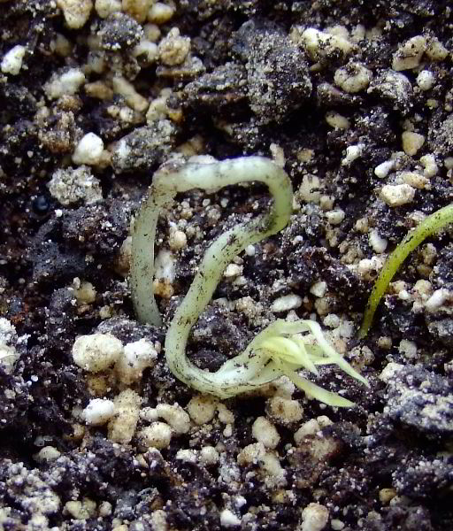 Lilium fargesii