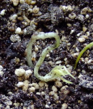 Lilium fargesii