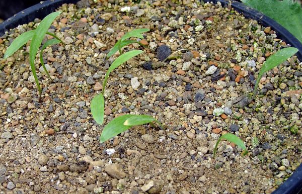 Lilium rhodopeum