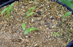 Lilium rhodopeum