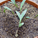 Lilium rhodopeum