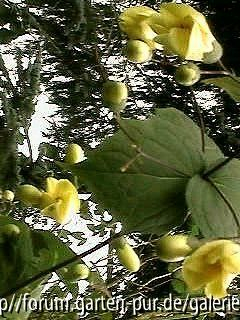 Kirengeshoma Palmata