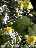 Kirengeshoma Palmata