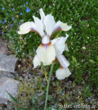 Iris sibirica Snow Prince