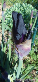 Iris barbata elatior Interpol