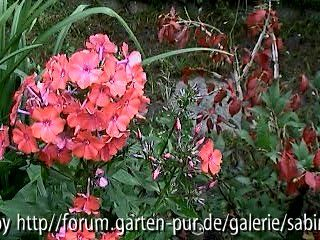 Phlox Orange