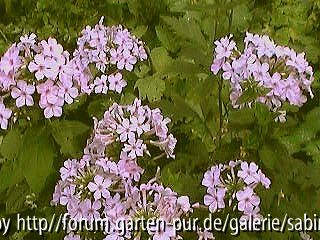 Phlox Panic. Lichtspiel