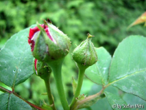 Knospe Souv. du Dr. Jamain
