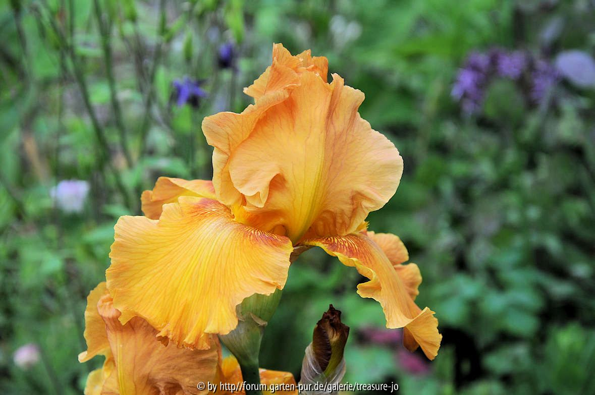 Garteneinblick Juni Iris gelborange
