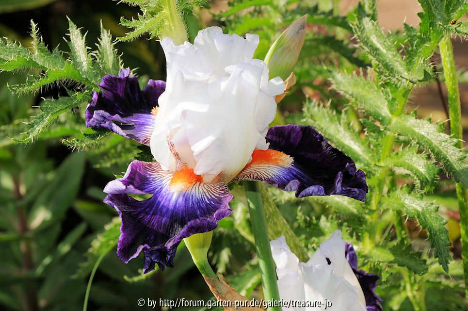 Garteneinblick Juni Iris weißviolett
