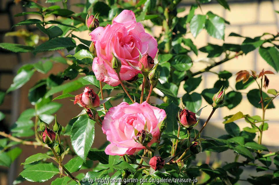Rose Harlekin