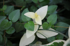 Vinca major variegata alba?