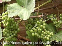 Weinrebe Bianca