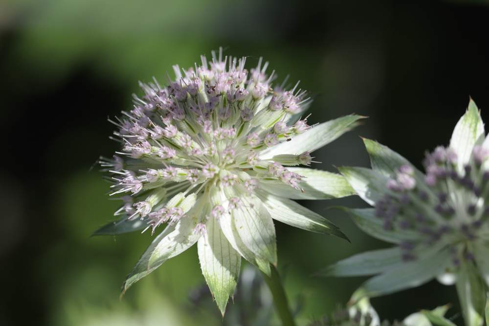 Astrantia