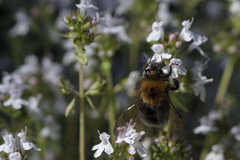 Baumhummel