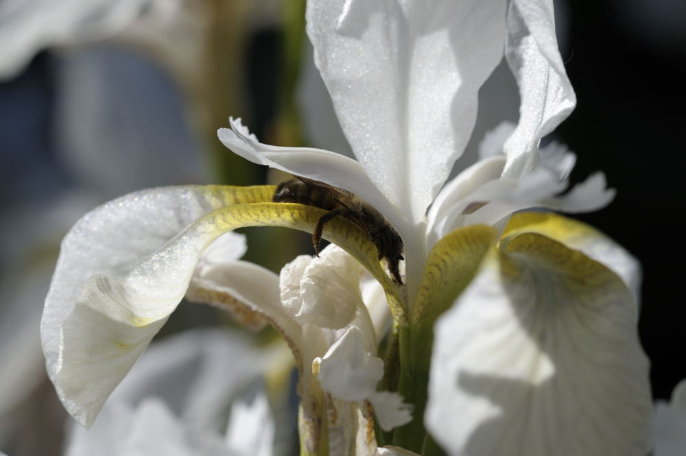 Iris sibirica