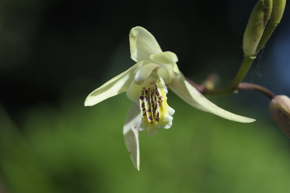 bletilla ochracea