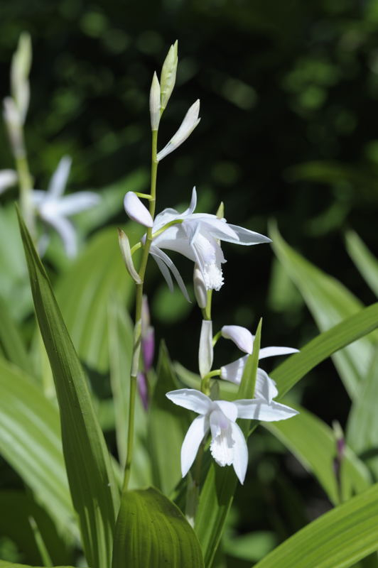 Bletilla striata alba