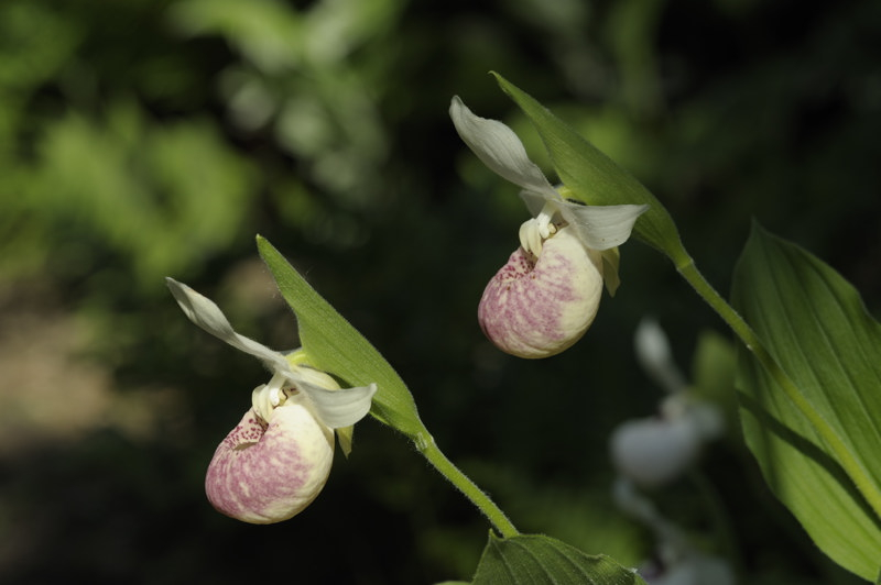 Cypripedium Ulla Silkens