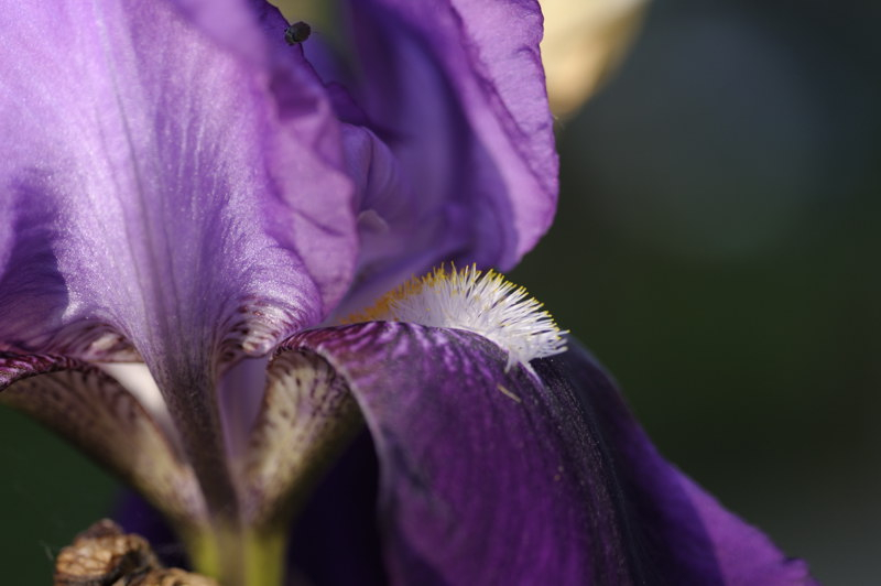 Iris barbata