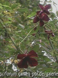 Clem. Royal Velour