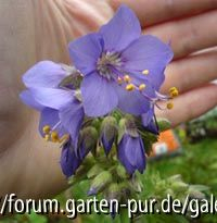 Polemonium caeruleum Blauer Riese