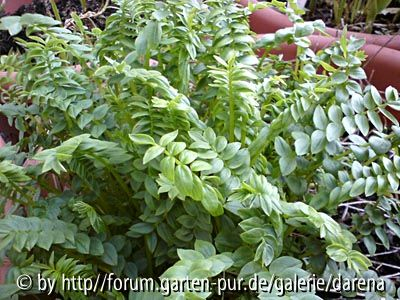 Polemonium caeruleum Laub