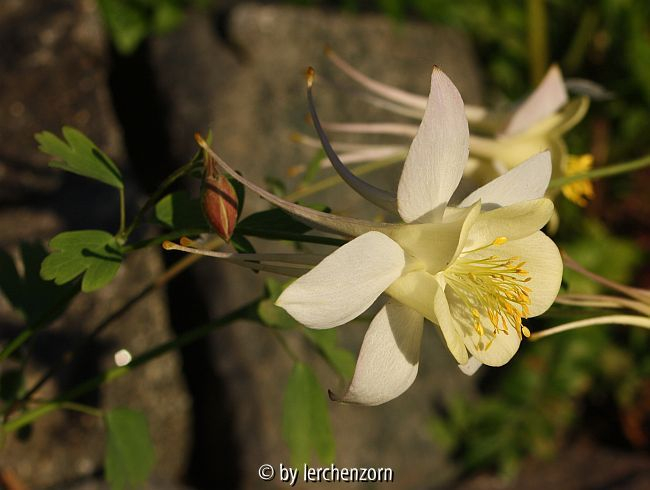 Nordamerikanische Akelei (Aquilegia caerulea), cremefarben