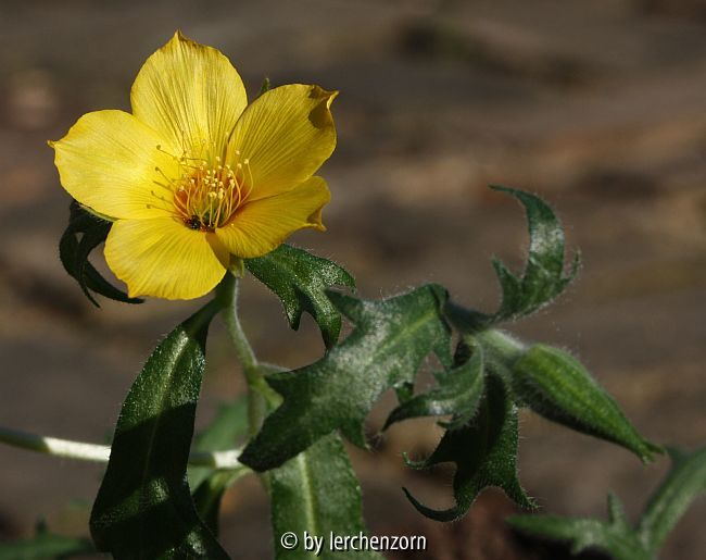 Mentzelie (Metzelia lindleyi), einjährig