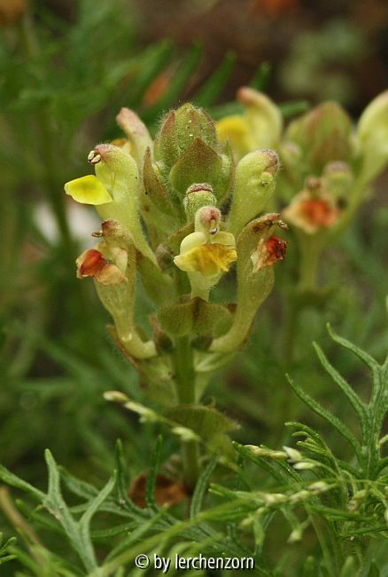 Orientalisches Helmkraut (Scutellaria orientalis)