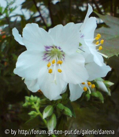 Polemonium caeruleum Weisse Perle